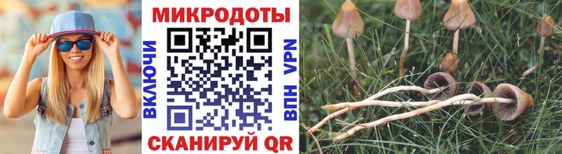 Галлюциногенные грибы Psilocybe  сколько стоит  hydra онион  Снежинск 
